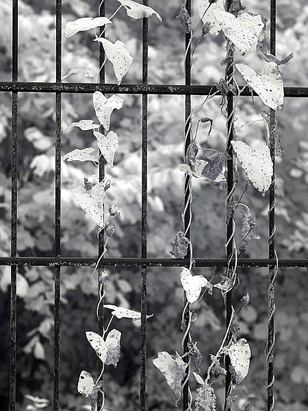 alcatraz16.jpg