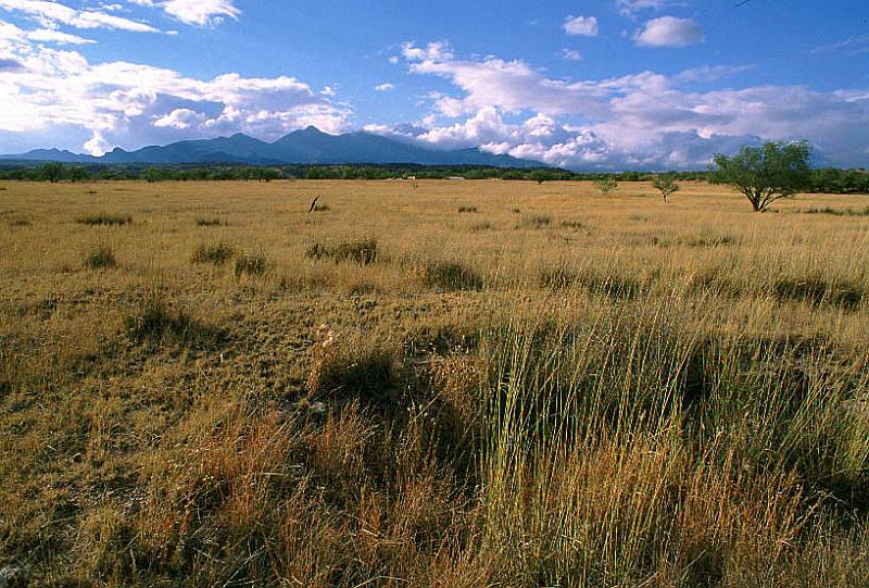 crittenden4.jpg
