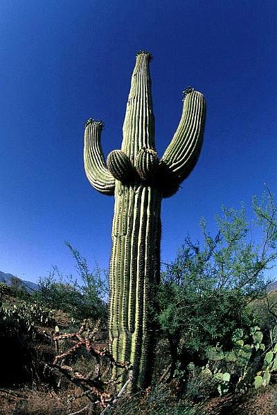 saguaro-e_3.jpg