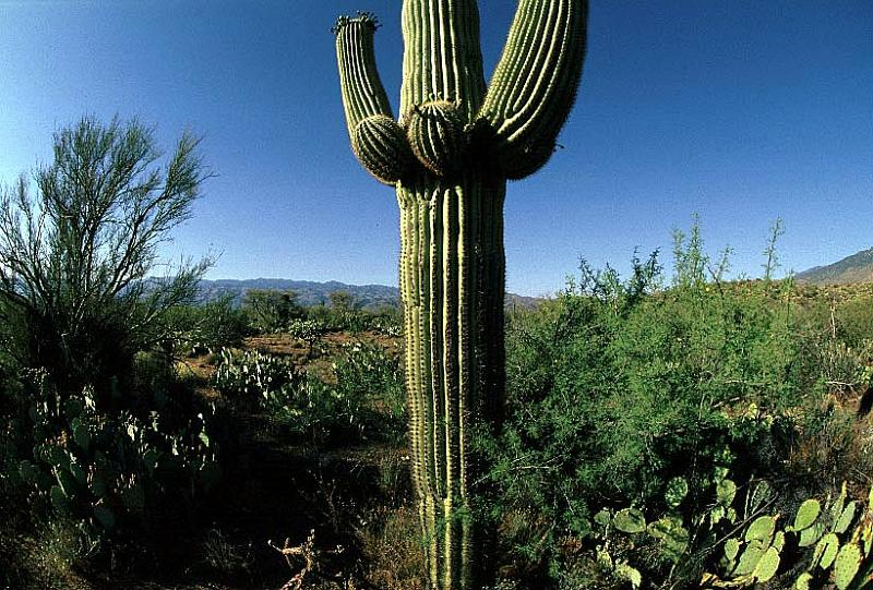 saguaro-e_4.jpg