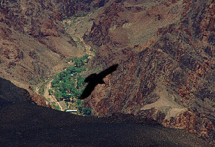 gc-bird.jpg
