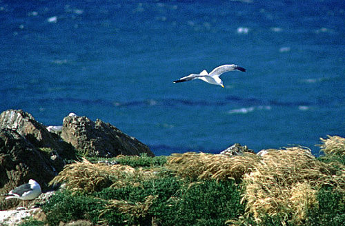 gulls.jpg