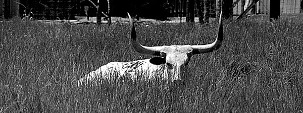 longhorn.jpg