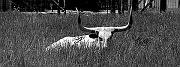 longhorn